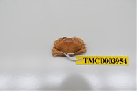 藏品(近親皺蟹)的圖片